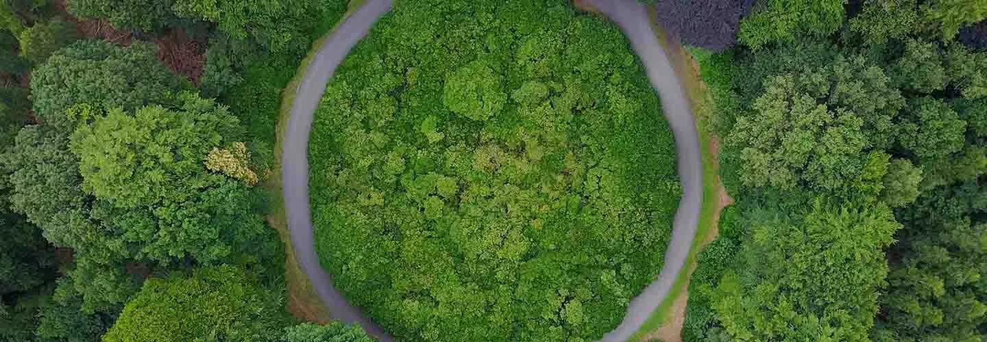 Circle in a forest