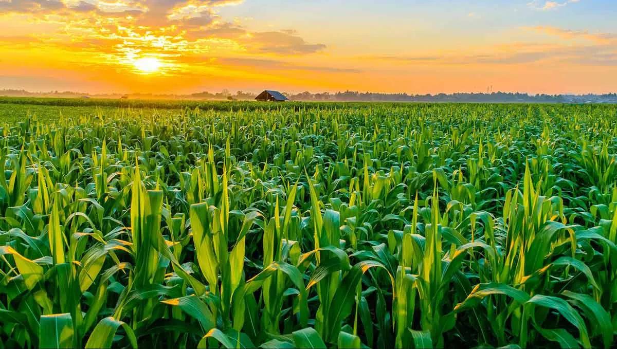 Coucher de soleil sur le champ de maïs
