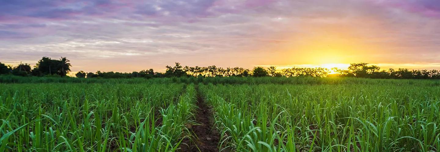 Field of green crops