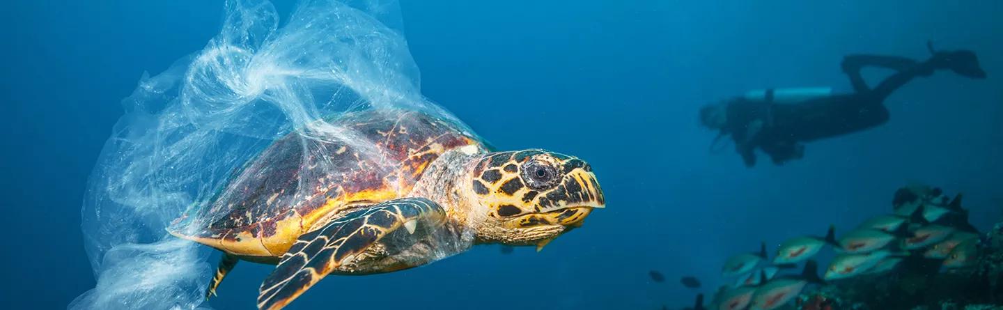 Turtle swimming in ocean