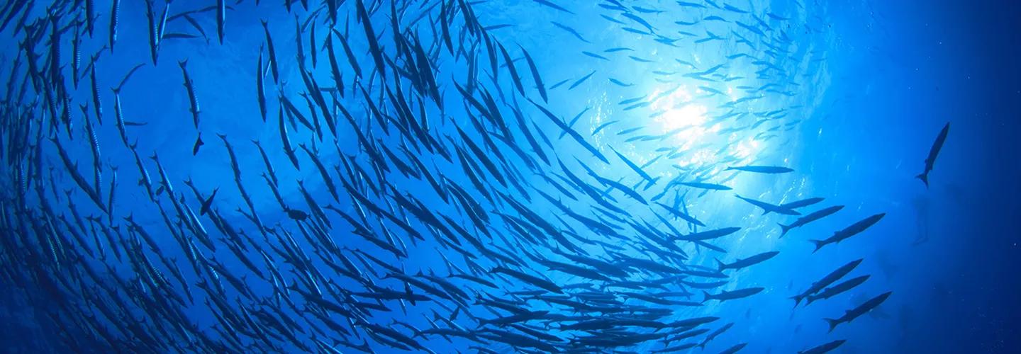 Shoal of fish benefiting from low carbon footprint