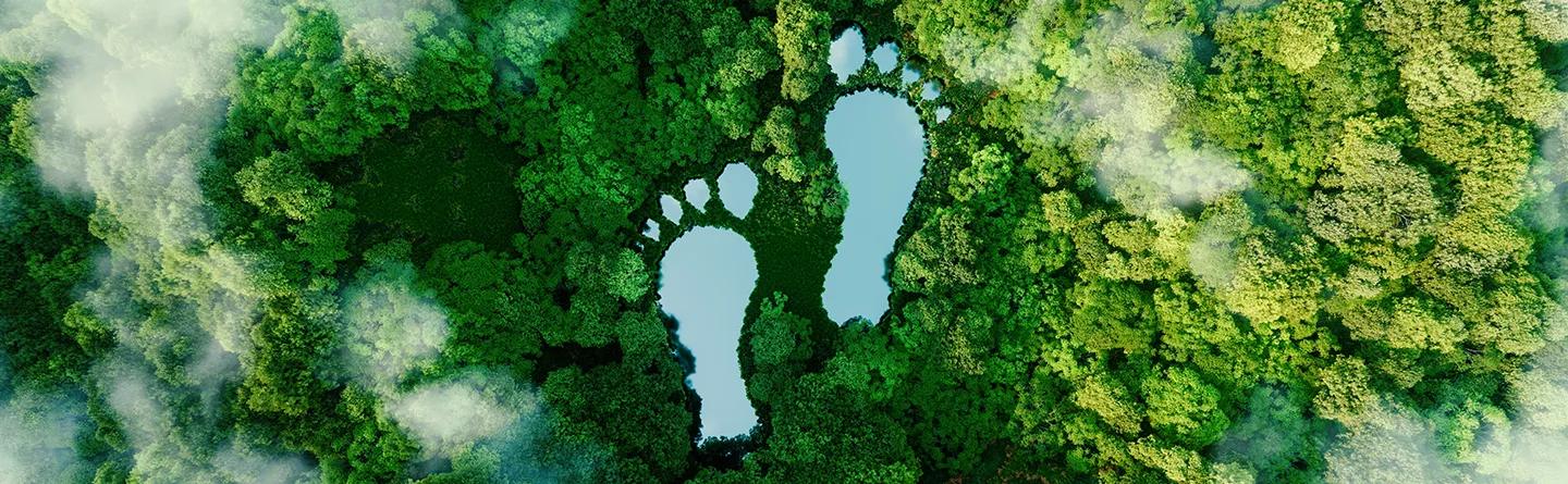 Footprint in amongst forest of green trees